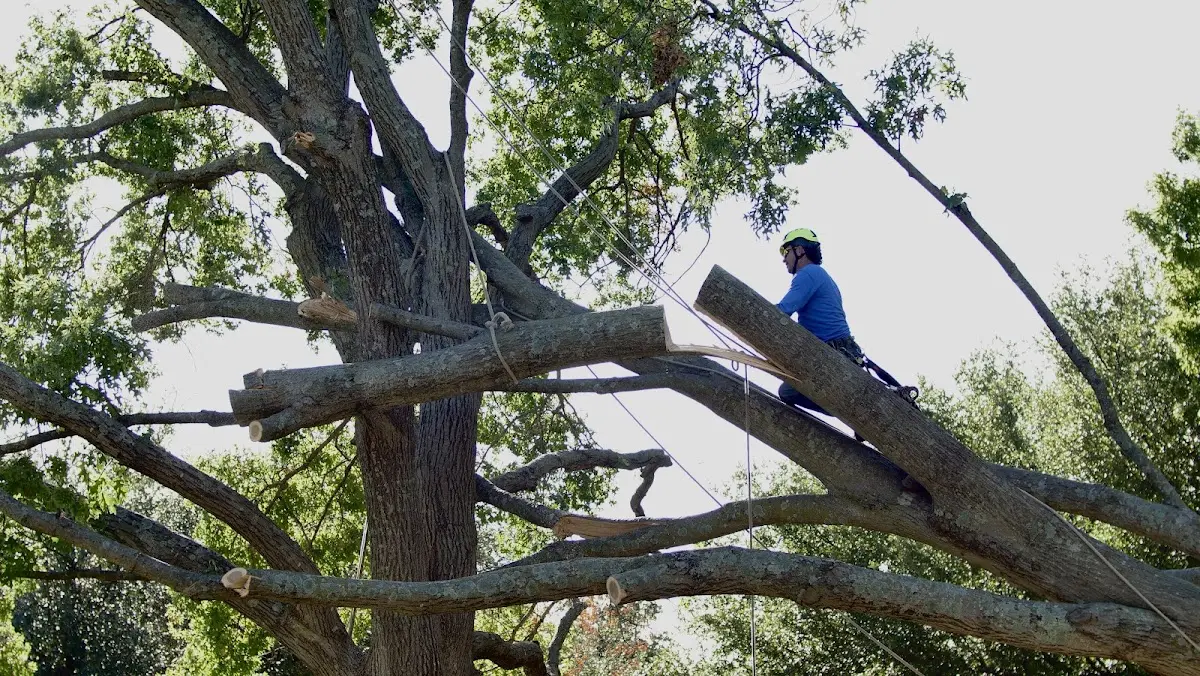 Professional Crown Thinning performed by certified arborists in Vershire