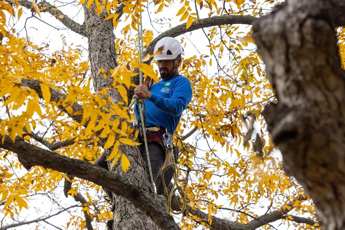 Skilled Tree Planing crew working in Vershire